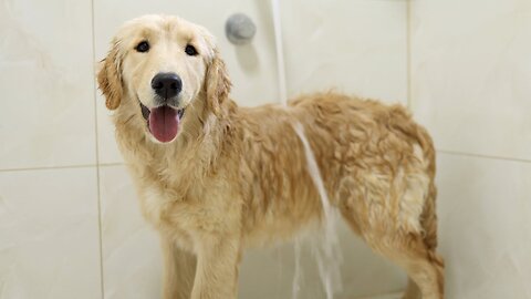 Golden Retriever Puppy Gives Himself a Bath