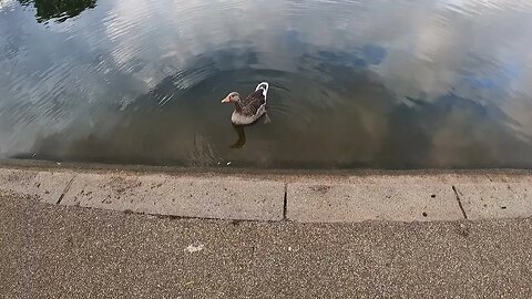 cute duck on the Serpentine Lake. London. GoPro 13th July 2023