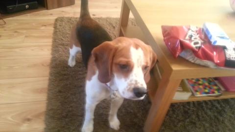 Beagle fetches multiple various items for gamer owner