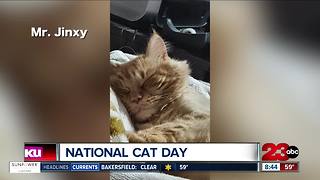 23ABC viewers send in pictures of their cats for National Cat Day part 2