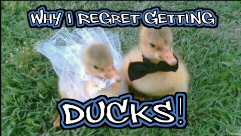 Ducks are Gross!