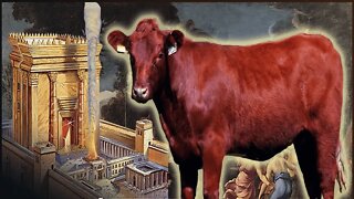 The Red Heifer & the coming Third Temple