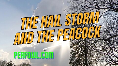 Hail Storm And The Peacock, Peacock Minute, peafowl.com