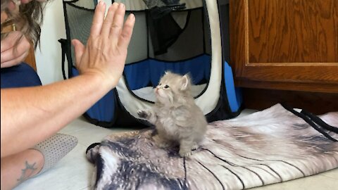 Kitten high fives for the first time!
