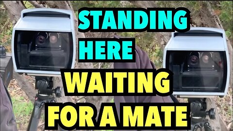 WAITING FOR A MATE | On the Footpath in Front of a Speed Camera