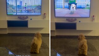 Puppy Adorably Watches Doggy On Tv