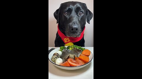 Silly Labrador Eating His Tasty Breakfast Food Plan