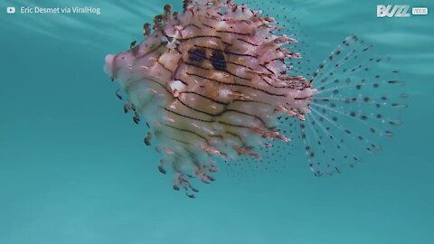 Peixe de estranha beleza aproxima-se de mergulhador