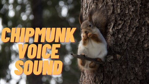 Chipmunk Voice Sound Effect Video | Loud Chipmunk Sounds | Kingdom Of Awais