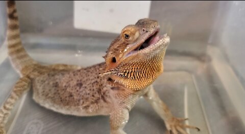 Bearded dragon realizes she fell asleep in her bath water