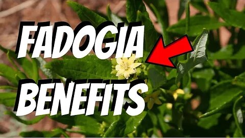 Boost Your Health with Fadogia: A Traditional African Medicine with Modern Applications