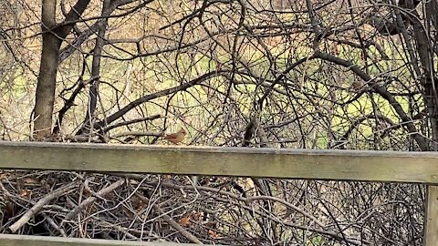 Red-Tailed squirrel and Cardinals