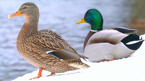 Arctic Mallard Duck Couple by the Pond