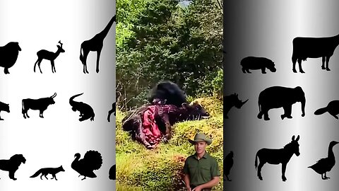 Pobre bufalo, virou comida de urso #africa #shorts #savage #selva #animals #bears #girafas #felinos