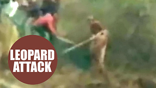 Terrified leopard mauled two men
