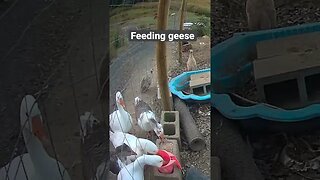 Farm cameras. Feeding geese