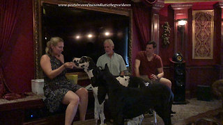 Excited Great Danes Have Fun Opening Birthday Gifts With Friends