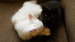 Kitten Grooms and Kisses his Sister Before Grooming Himself