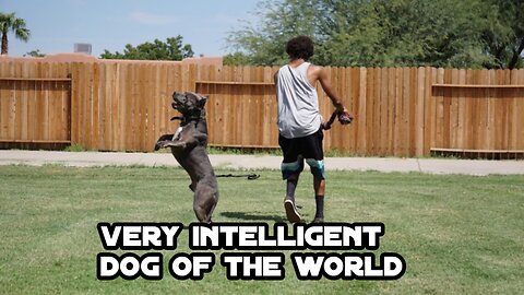 Very intelligent dog of the world