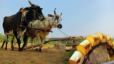 Amazing Water Lifting With Bulls #jcb #cr7 #bulls #tractor #alizasehar