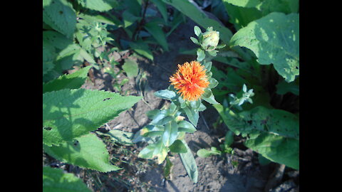 Orange Beauty ~ Safflower