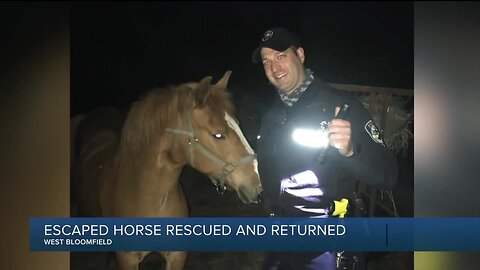 West Bloomfield Police Department rescues horse on Middlebelt Road