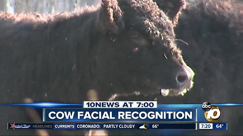 Facial recognition being used on cows?