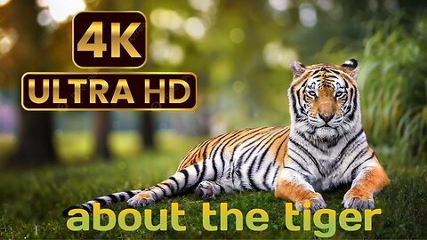 about tha tiger and ( 4k ) ultra hd video and lion