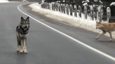 Coywolf acts as responsible crossing guard