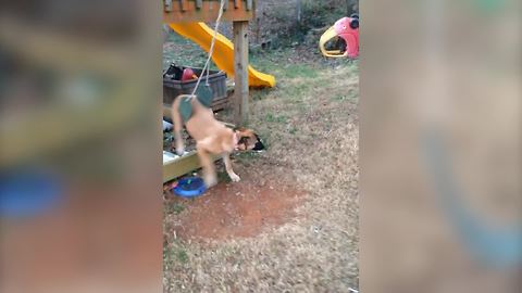 Funny Dog Gets Stuck In A Swing