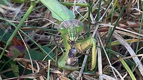 Praying Mantis eating a cricket.