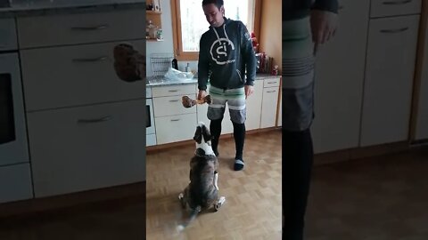 skilled dog, how to train your dog. bullterrier vs big bone