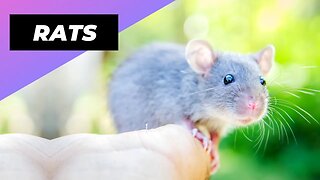 Rats 🐁 One Of The Most Intelligent Animals In The World #shorts