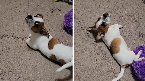 Cutest little puppy discovers creative way to play