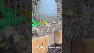 Our turkeys checking out the new baby chickens