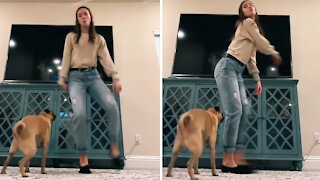 Dancing Dog Showing Off His Twerking Skills