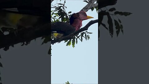 LAUGHING BIRD CALL - Helmeted Hornbill Bird #shorts #short