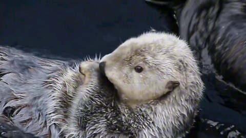 Otters are Constantly Eating and Having Fun