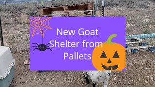 Building a Pallet goat shelter