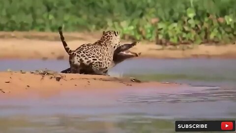 Cheetah Save His Baby Fail and Hunting Eagle To Revenge 720p