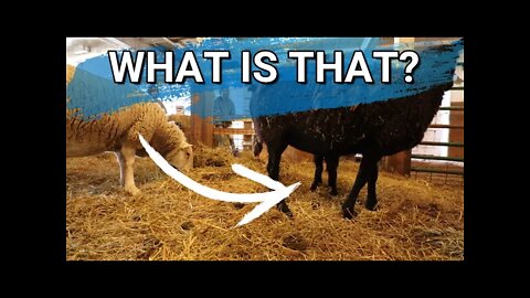 The Circle Of Life Continues | Morning Surprise In The Barn | FarmVlog