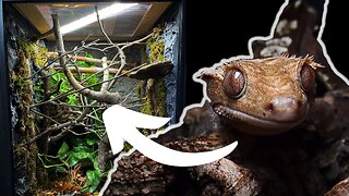 Gecko Gets New Home for the First Time in 18 YEARS!