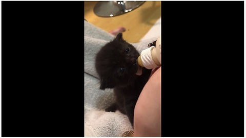 Newborn kitten preciously gets bottle fed