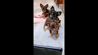 Chihuahua Puppies Reacting To Sounds