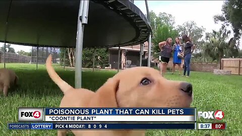 Poisonous plant can kill pets