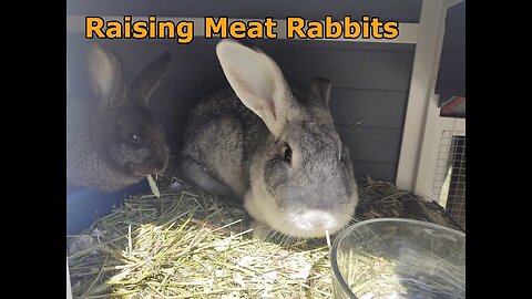 Building Hutch for Meat Rabbits