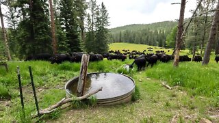 Pine Trees, Green Grass, Happy Cows