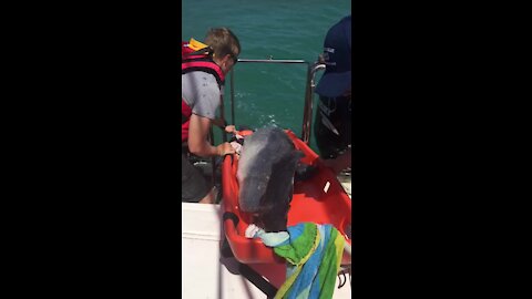 NSRI, SANCCOB, Bayworld Marine, public all help to save stranded dolphin at Cape St Francis (NRf)