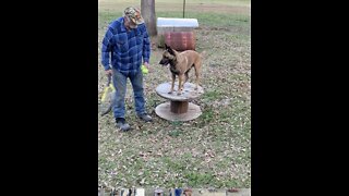 Malinois and poodle playing fetch