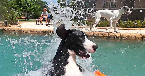 Adventurous Great Dane Shows Friend How To Jump Into The Pool